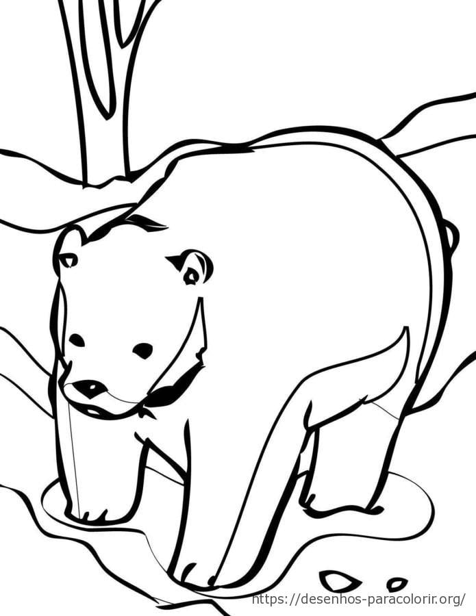 urso para colorir aff